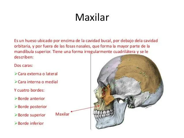 Maxilar Superior Maxilar Superior