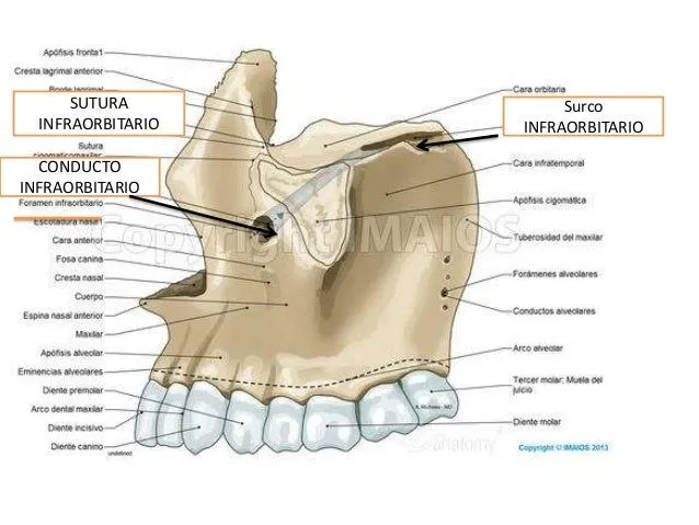 Maxilar superior Maxilar superior