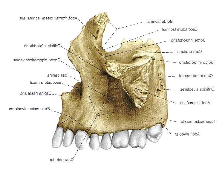 Osteologia Maxilar Superior | CFP-Ricardo Rojas - MORON Tecnico de ... Osteologia Maxilar Superior | CFP-Ricardo Rojas - MORON Tecnico de ...