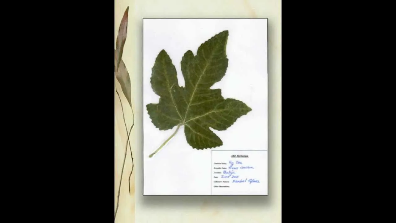 CARATULA PARA UN HERBARIO - Imagui