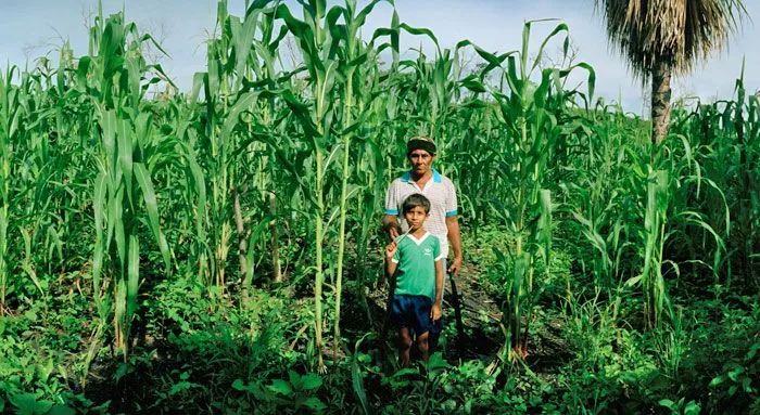 Maya Milpa: Maya region of Mesoamerica -- the Yucatan Peninsula ... Maya Milpa: Maya region of Mesoamerica -- the Yucatan Peninsula ...