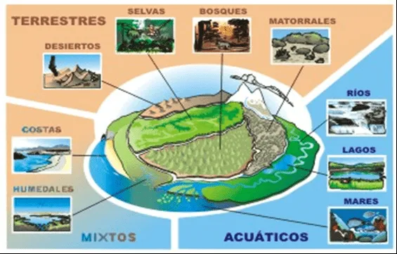 Mayerling Castillo: ECOSISTEMAS