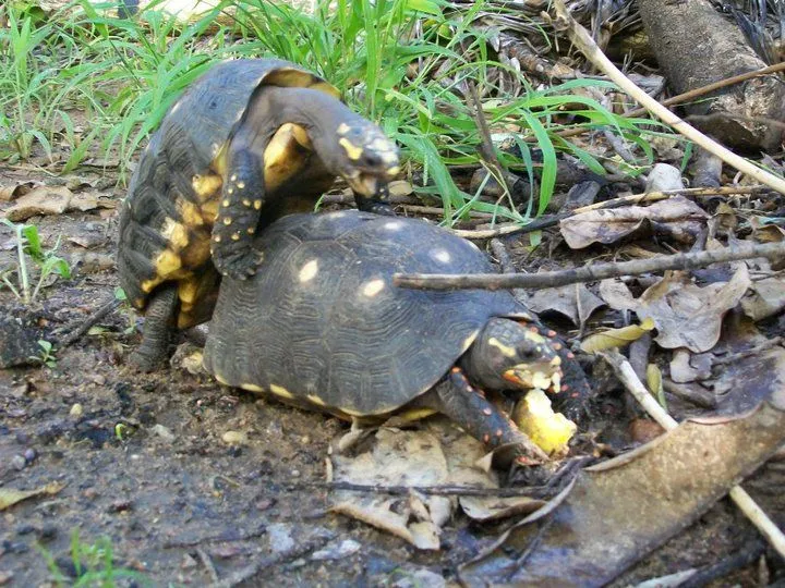 Animales en peligro de extinción en Venezuela: El Morrocoy | elambienteron Animales en peligro de extinción en Venezuela: El Morrocoy | elambienteron