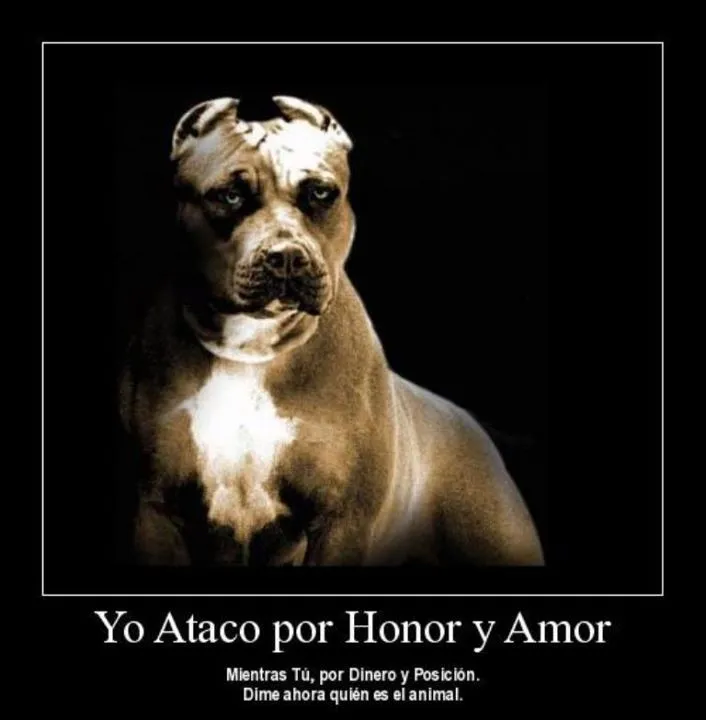Mayra Falcón - Monespace: Pitbull: "Yo ataco por honor y amor..." Mayra Falcón - Monespace: Pitbull: "Yo ataco por honor y amor..."