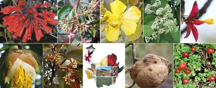 MBG: Research: Catálogo de las Plantas Vasculares del Departamento ...