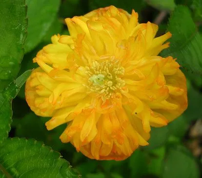 Meconopsis cambrica 'Flore Pleno' - Buy Online at Annie's Annuals