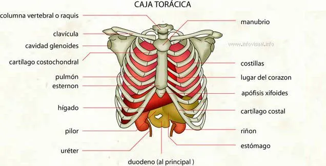 medicina: conocimientos para todos: marzo 2012 medicina: conocimientos para todos: marzo 2012