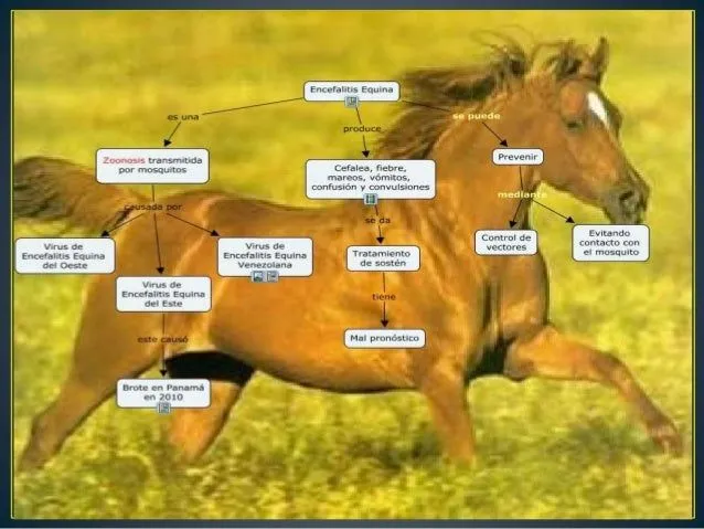 medicina-preventiva-equinos-3- ...