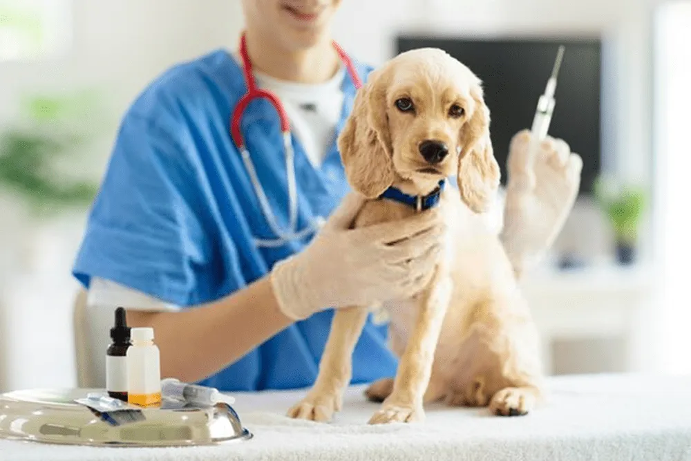 MEDICINA PREVENTIVA - HOSPITAL VETERINARIO EN MEXICO 24 HORAS | ANIMAL HOME MEDICINA PREVENTIVA - HOSPITAL VETERINARIO EN MEXICO 24 HORAS | ANIMAL HOME