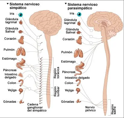 MEDICINA, SALUD Y CURIOSIDADES: SISTEMA NERVIOSO