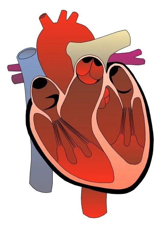 Medicinews.info: Primer paso del corazón bioartificial español Medicinews.info: Primer paso del corazón bioartificial español