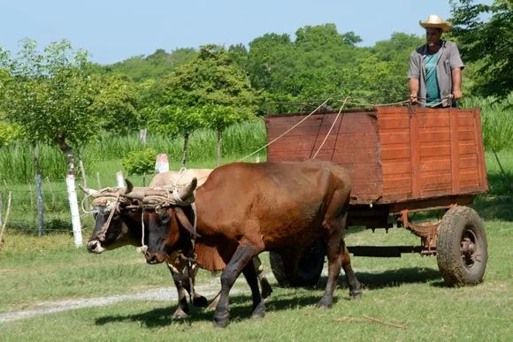La pobre vida campesina en Cuba ¡Algo más que soñar! (Fotos + ... La pobre vida campesina en Cuba ¡Algo más que soñar! (Fotos + ...