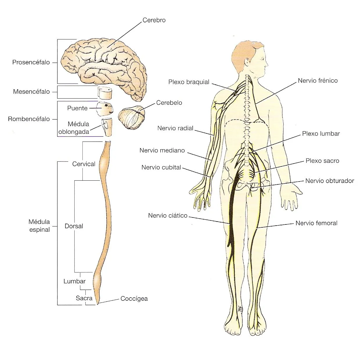 Pix For > Sistema Nervioso Del Cuerpo Humano