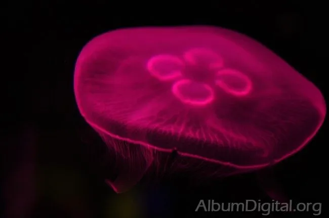 Medusa color fucsia