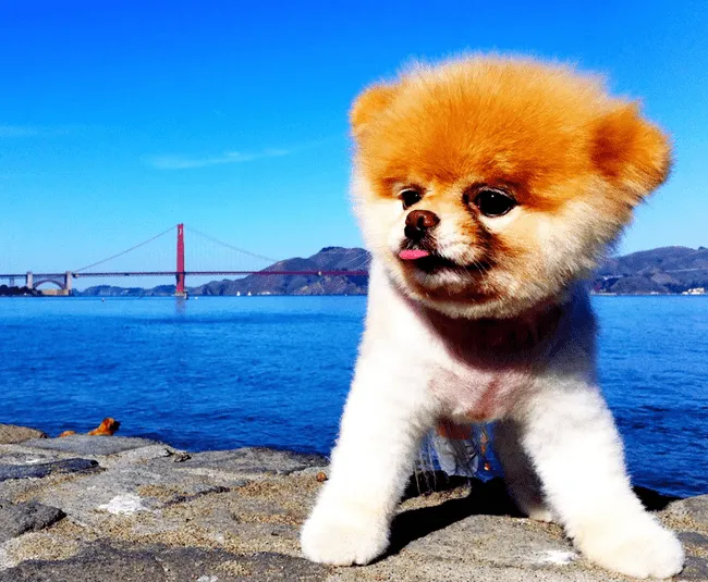 Meet Boo, 'The World's Cutest Dog'—And The Secret Facebook ... Meet Boo, 'The World's Cutest Dog'—And The Secret Facebook ...
