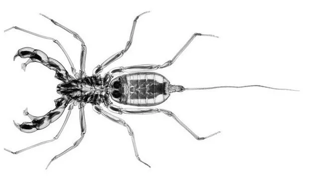 Las mega-radiografías de Nick Veasey | Tejiendo el mundo Las mega-radiografías de Nick Veasey | Tejiendo el mundo