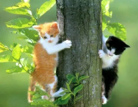 Fondos de pantalla de gatos. Wallpapers. Fondos de escritorio. Fondos de pantalla de gatos. Wallpapers. Fondos de escritorio.