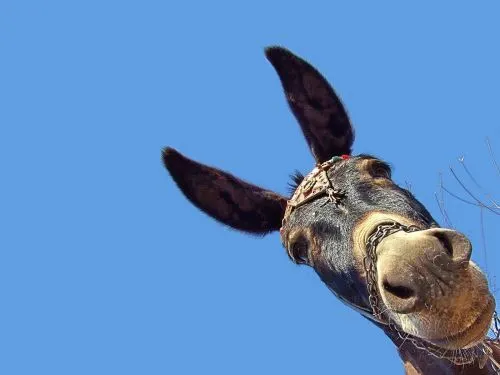 burro.jpg