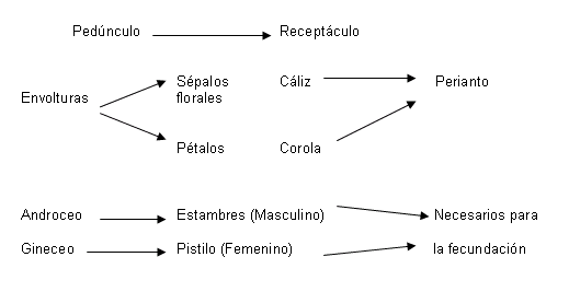 Clavel con sus partes definidas - Imagui
