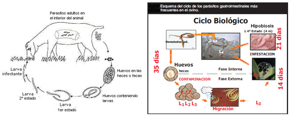 Mejoramiento de los índices reproductivos o de eficiencia ...