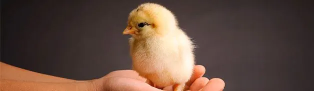 calidad-pollito-628.jpg