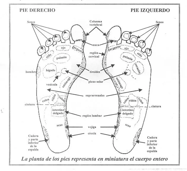 Partes del pies humano - Imagui