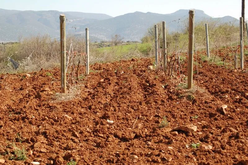 Como Se Puede Mejorar el Suelo de tu Huerto o Jardín Como Se Puede Mejorar el Suelo de tu Huerto o Jardín