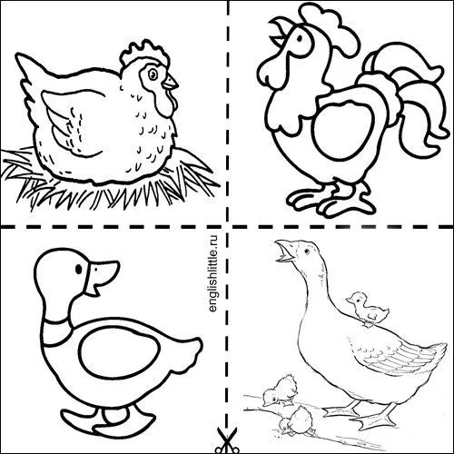 Las mejores 19 ideas de Animales oviparos. | animales oviparos, animales oviparos y viviparos, clasificación de animales Las mejores 19 ideas de Animales oviparos. | animales oviparos, animales oviparos y viviparos, clasificación de animales