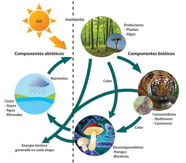 Las mejores 21 ideas de Factores bioticos y abioticos | factores bioticos y abioticos, factores, ecosistemas Las mejores 21 ideas de Factores bioticos y abioticos | factores bioticos y abioticos, factores, ecosistemas