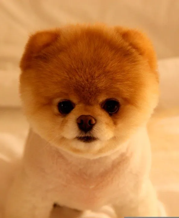 Las mejores 22 fotos de Boo, el perro más famoso de Facebook |