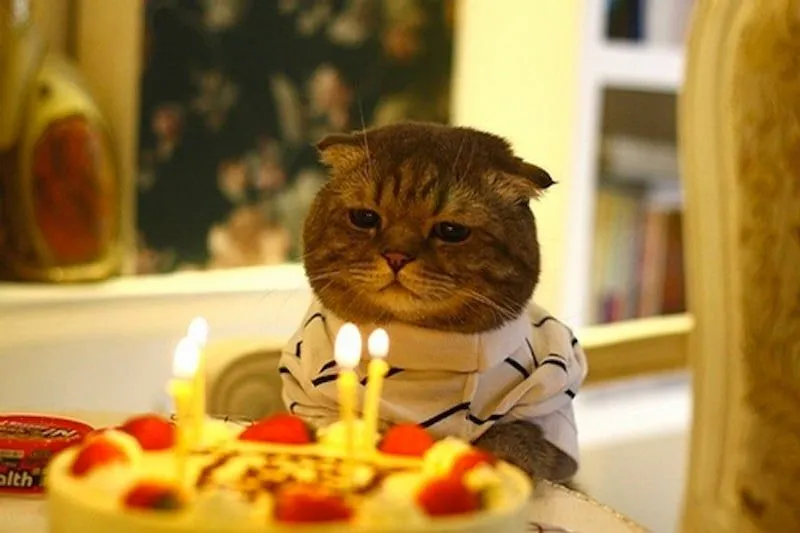 Las mejores 40 imágenes de gatos de todos los tiempos Las mejores 40 imágenes de gatos de todos los tiempos