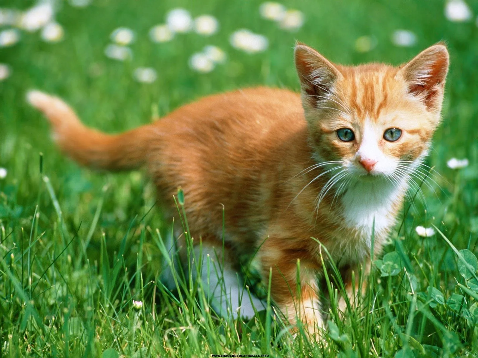 Los mejores animales: Animales domésticos
