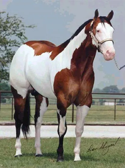 ALGUNOS DE LOS MEJORES CABALLOS DEL MUNDO