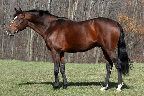 Mejores caballos del mundo. Top 10 razas de caballos | Mejores del ... Mejores caballos del mundo. Top 10 razas de caballos | Mejores del ...