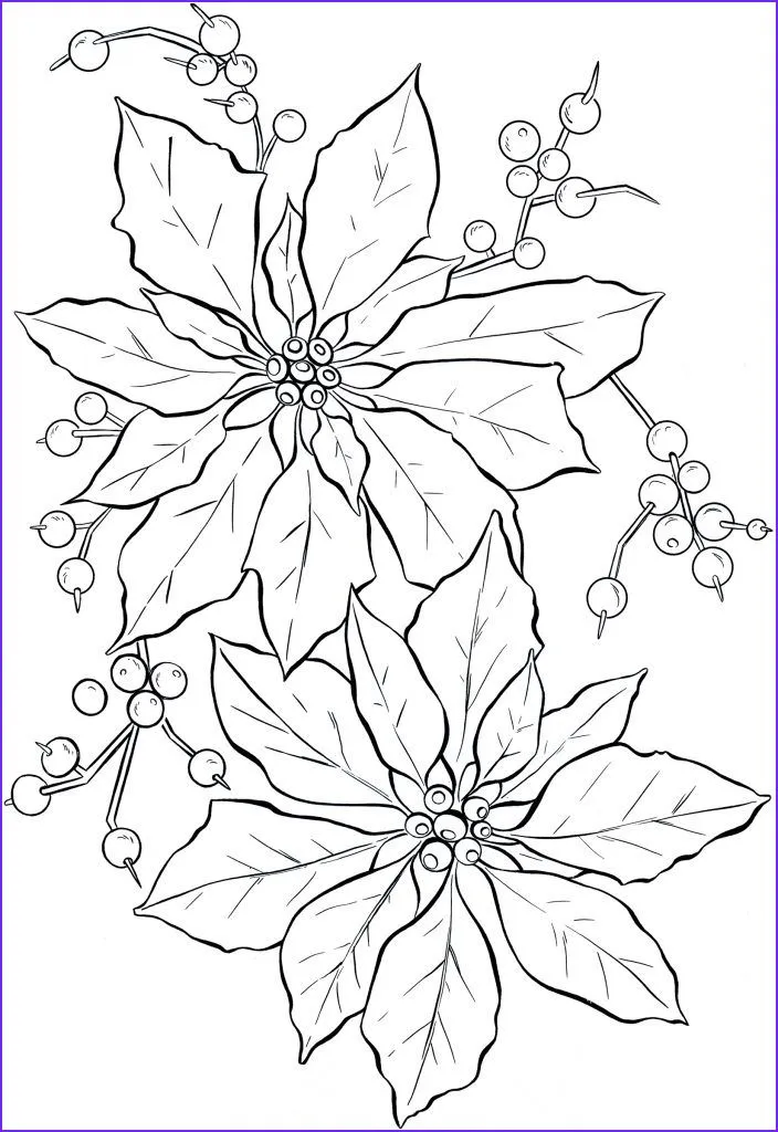 Los 5 mejores dibujos de flor de nochebuena para imprimir y colorear Los 5 mejores dibujos de flor de nochebuena para imprimir y colorear