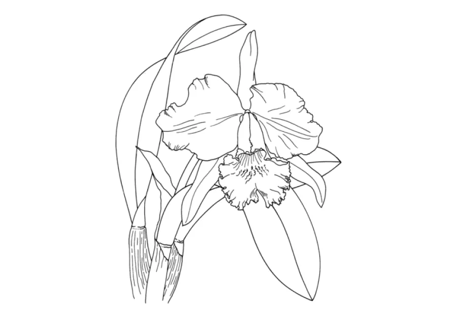 ▷ Los Mejores Dibujos de Orquídeas para Colorear ☀️ ▷ Los Mejores Dibujos de Orquídeas para Colorear ☀️