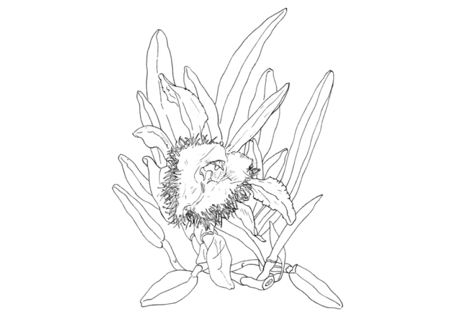 ▷ Los Mejores Dibujos de Orquídeas para Colorear ☀️ ▷ Los Mejores Dibujos de Orquídeas para Colorear ☀️