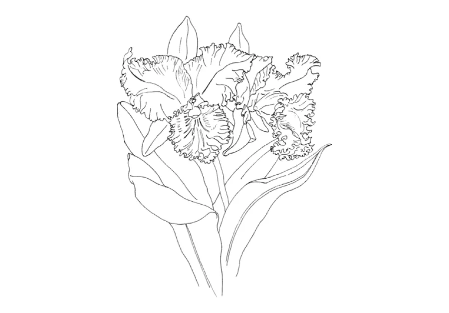▷ Los Mejores Dibujos de Orquídeas para Colorear ☀️ ▷ Los Mejores Dibujos de Orquídeas para Colorear ☀️