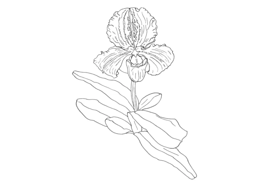 ▷ Los Mejores Dibujos de Orquídeas para Colorear ☀️ ▷ Los Mejores Dibujos de Orquídeas para Colorear ☀️