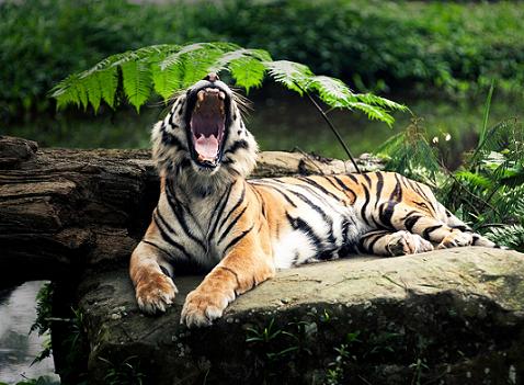 Los mejores fondos de tigres de bengala para tu escritorio ... Los mejores fondos de tigres de bengala para tu escritorio ...