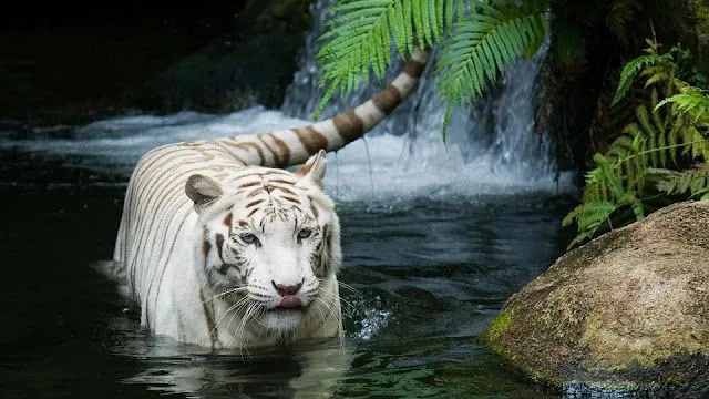 Las mejores fotos de animales en HD. - U n l i m i t e d Las mejores fotos de animales en HD. - U n l i m i t e d