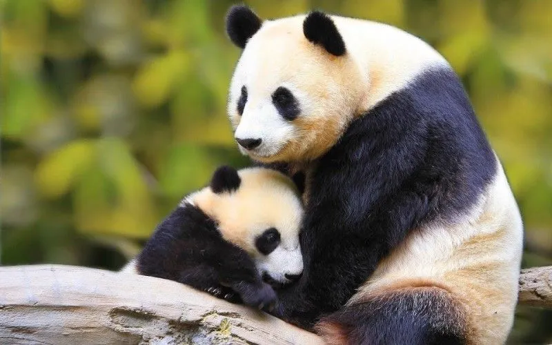 Las mejores FOTOS DE ANIMALES SALVAJES 【 Imágenes 】
