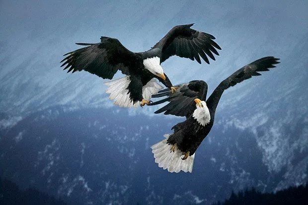 Las mejores fotos de aves