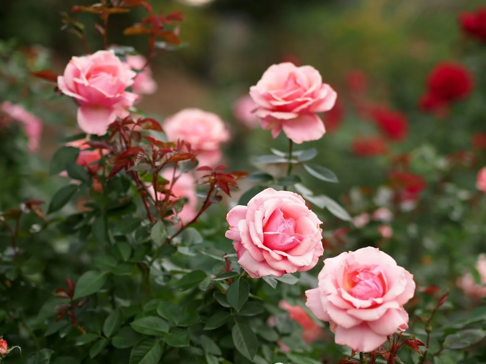 Mejores fotos de brote de rosas ~ Mejores Fotos del Mundo ...