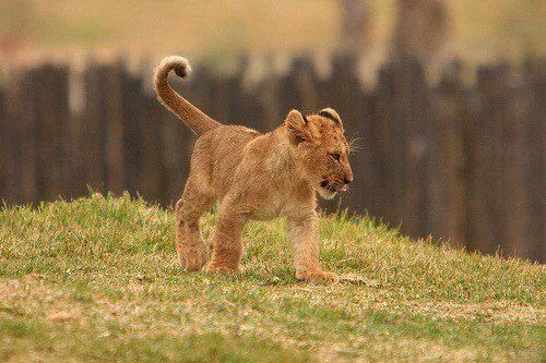El leon bebé - Imagui