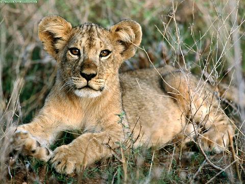 Las mejores fotos de leones - Ocio