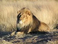 Las mejores fotos de leones por tipos: