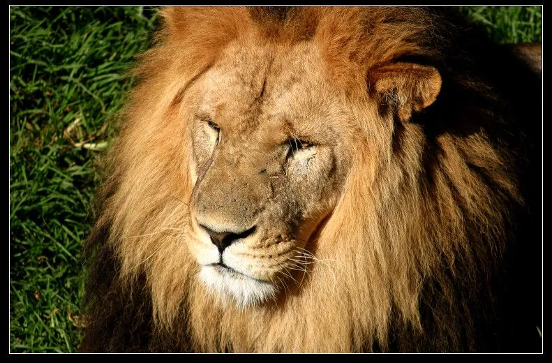 Las mejores fotos de leones nunca antes vistas - Taringa! Las mejores fotos de leones nunca antes vistas - Taringa!
