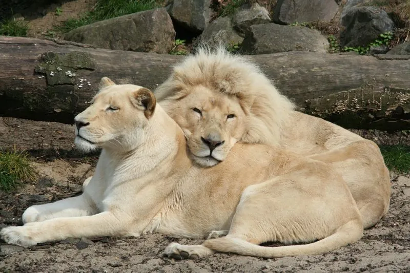 Las mejores fotos de leones nunca antes vistas - Taringa! Las mejores fotos de leones nunca antes vistas - Taringa!