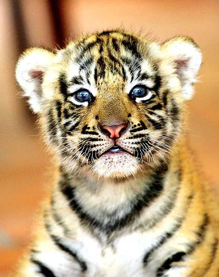 Las mejores fotos del miércoles 27/9/2006 - 20minutos.es